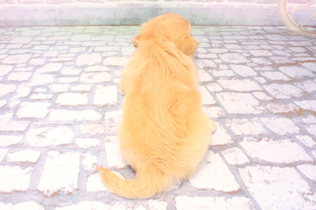 大阪府のチワックス(チワワ×ダックス) (Coo&RIKU松原店/2025年12月10日生まれ/女の子/クリーム)の子犬の4枚目の画像