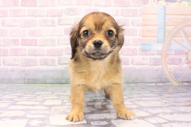 京都府のチワックス(チワワ×ダックス) (Coo&RIKU舞鶴店/2025年12月10日生まれ/男の子/レッド)の子犬の1枚目の画像