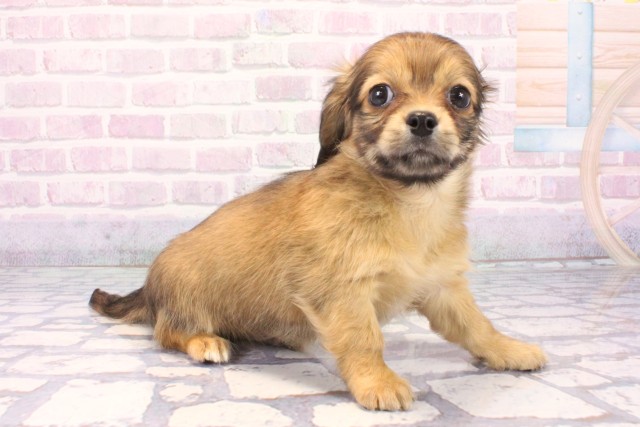 京都府のチワックス(チワワ×ダックス) (Coo&RIKU舞鶴店/2025年12月10日生まれ/男の子/レッド)の子犬の2枚目の画像