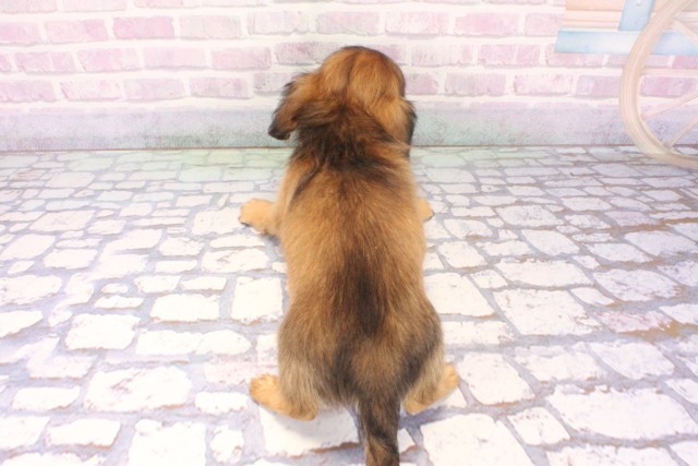 京都府のチワックス(チワワ×ダックス) (Coo&RIKU舞鶴店/2025年12月10日生まれ/男の子/レッド)の子犬の4枚目の画像