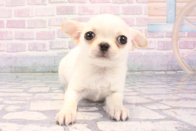 チワワ（スムースコート）