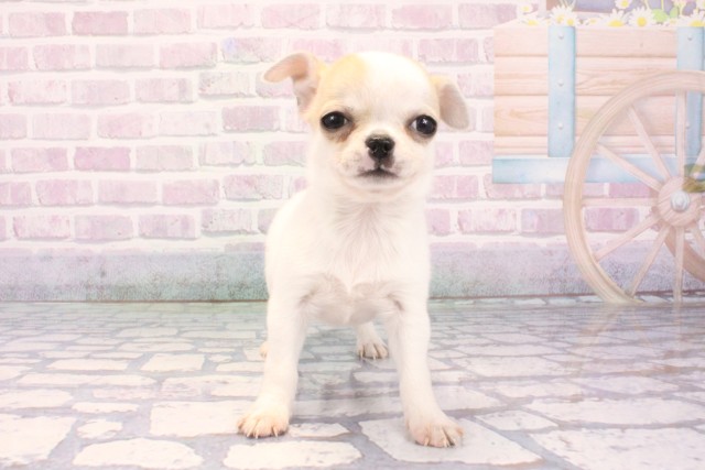 兵庫県のチワワ(スムース) (Coo&RIKU神戸東灘店/2025年12月7日生まれ/女の子/パーティーカラー)の子犬の1枚目の画像