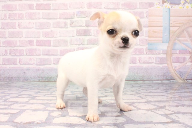 兵庫県のチワワ(スムース) (Coo&RIKU神戸東灘店/2025年12月7日生まれ/女の子/パーティーカラー)の子犬の2枚目の画像