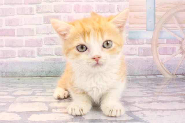 滋賀県のマンチカン (Coo&RIKU東近江店/2025年12月9日生まれ/男の子/レッドタビーホワイト)の子猫の1枚目の画像