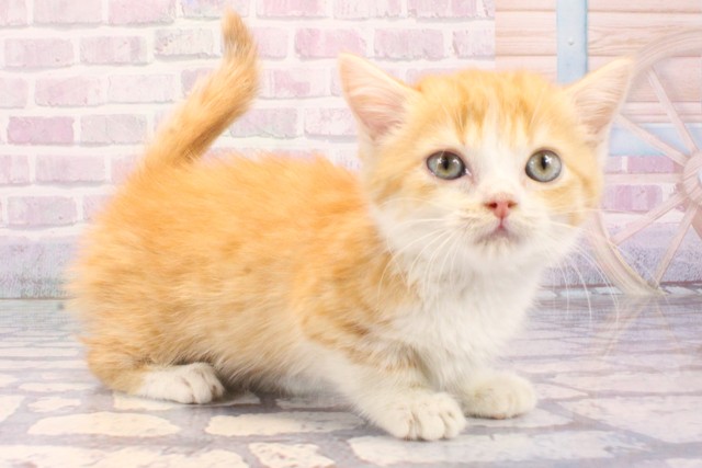 滋賀県のマンチカン (Coo&RIKU東近江店/2025年12月9日生まれ/男の子/レッドタビーホワイト)の子猫の2枚目の画像