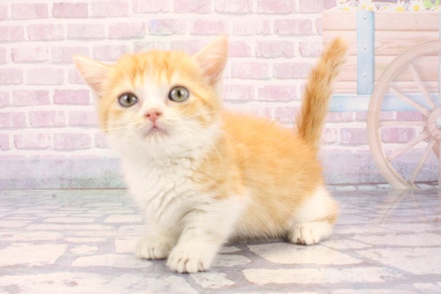 滋賀県のマンチカン (Coo&RIKU東近江店/2025年12月9日生まれ/男の子/レッドタビーホワイト)の子猫の3枚目の画像