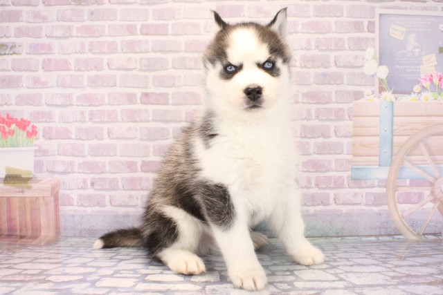 東京都のシベリアンハスキー (Coo&RIKU足立本店/2025年12月10日生まれ/男の子/ブラックホワイト)の子犬の2枚目の画像