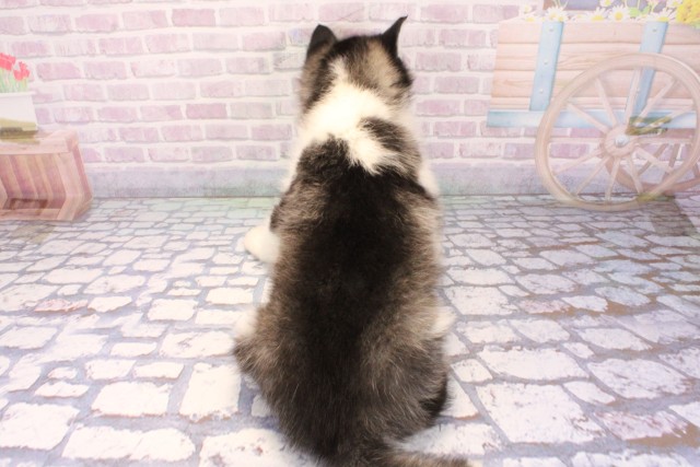 東京都のシベリアンハスキー (Coo&RIKU足立本店/2025年12月10日生まれ/男の子/ブラックホワイト)の子犬の4枚目の画像