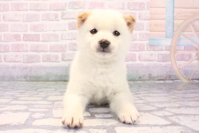 兵庫県の柴犬(標準サイズ) (Coo&RIKU明石店/2025年12月9日生まれ/女の子/白)の子犬の1枚目の画像