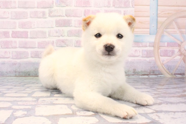 兵庫県の柴犬(標準サイズ) (Coo&RIKU明石店/2025年12月9日生まれ/女の子/白)の子犬の2枚目の画像