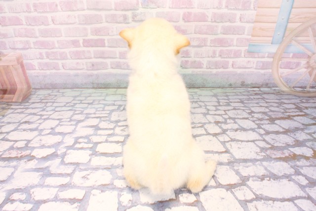 兵庫県の柴犬(標準サイズ) (Coo&RIKU明石店/2025年12月9日生まれ/女の子/白)の子犬の4枚目の画像