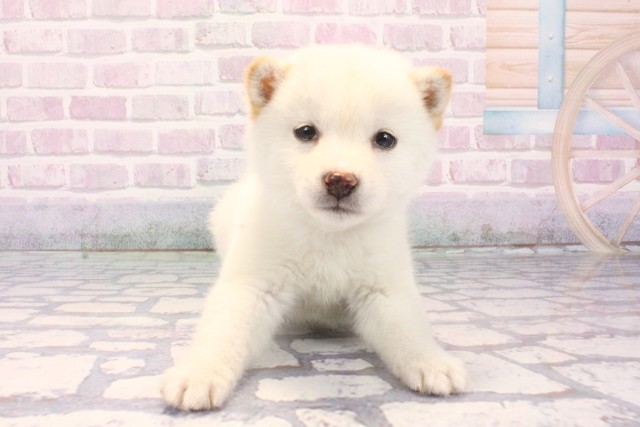 滋賀県の柴犬(標準サイズ) (Coo&RIKU滋賀草津店/2025年12月9日生まれ/女の子/白)の子犬の1枚目の画像