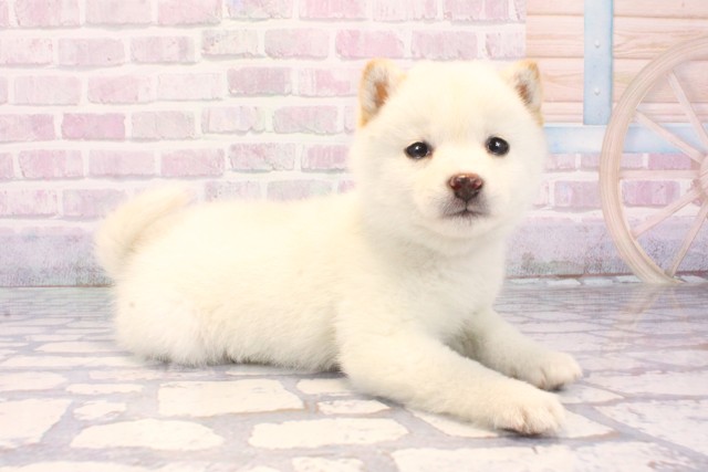 滋賀県の柴犬(標準サイズ) (Coo&RIKU滋賀草津店/2025年12月9日生まれ/女の子/白)の子犬の2枚目の画像