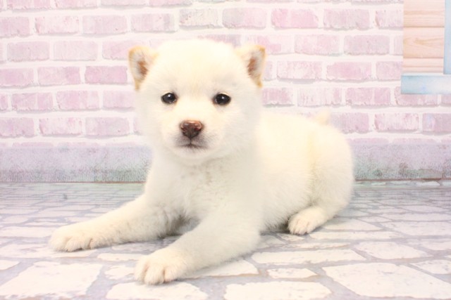 滋賀県の柴犬(標準サイズ) (Coo&RIKU滋賀草津店/2025年12月9日生まれ/女の子/白)の子犬の3枚目の画像