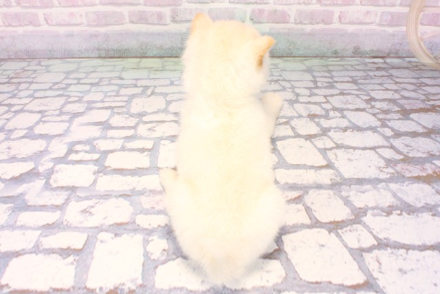 滋賀県の柴犬(標準サイズ) (Coo&RIKU滋賀草津店/2025年12月9日生まれ/女の子/白)の子犬の4枚目の画像