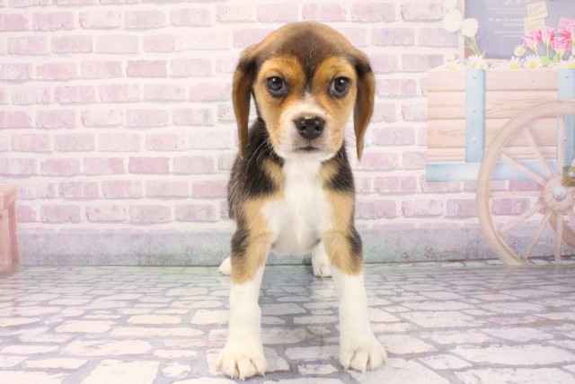 兵庫県のビーグル (Coo&RIKU神戸垂水店/2025年12月10日生まれ/女の子/ブラックホワイトタン)の子犬の1枚目の画像