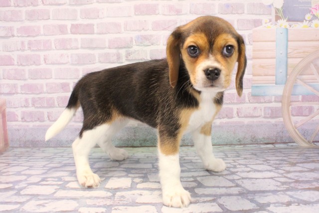 兵庫県のビーグル (Coo&RIKU神戸垂水店/2025年12月10日生まれ/女の子/ブラックホワイトタン)の子犬の2枚目の画像