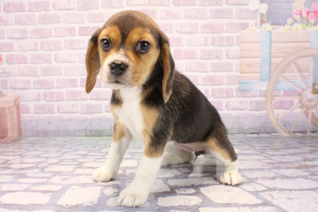 兵庫県のビーグル (Coo&RIKU神戸垂水店/2025年12月10日生まれ/女の子/ブラックホワイトタン)の子犬の3枚目の画像