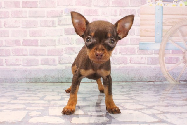 大阪府のミニチュアピンシャー (Coo&RIKU阿倍野店/2025年12月9日生まれ/女の子/チョコレートタン)の子犬の1枚目の画像