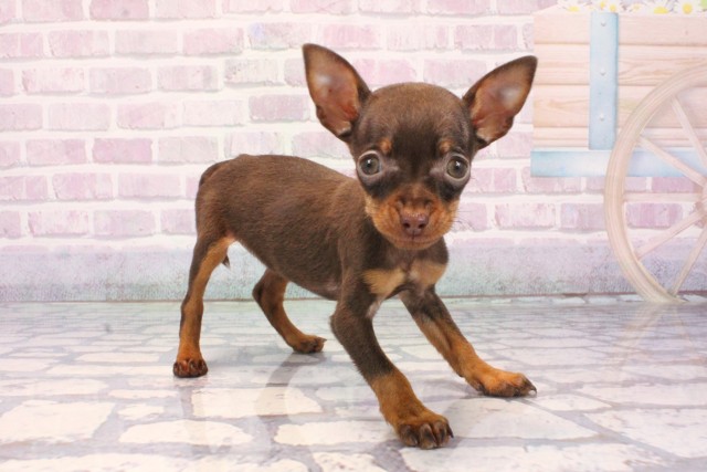 大阪府のミニチュアピンシャー (Coo&RIKU阿倍野店/2025年12月9日生まれ/女の子/チョコレートタン)の子犬の2枚目の画像
