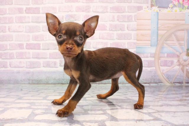 大阪府のミニチュアピンシャー (Coo&RIKU阿倍野店/2025年12月9日生まれ/女の子/チョコレートタン)の子犬の3枚目の画像
