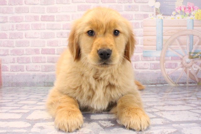 ゴールデン・レトリバー