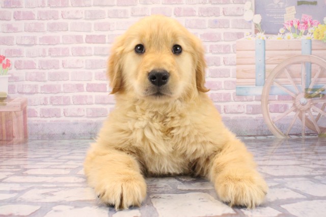 ゴールデン・レトリバー