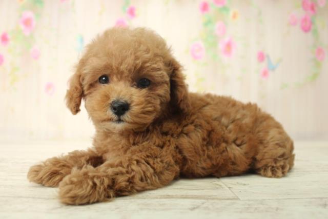 北海道のトイプードル(トイ) (Coo&RIKU札幌東店/2025年12月14日生まれ/男の子/レッド)の子犬の2枚目の画像