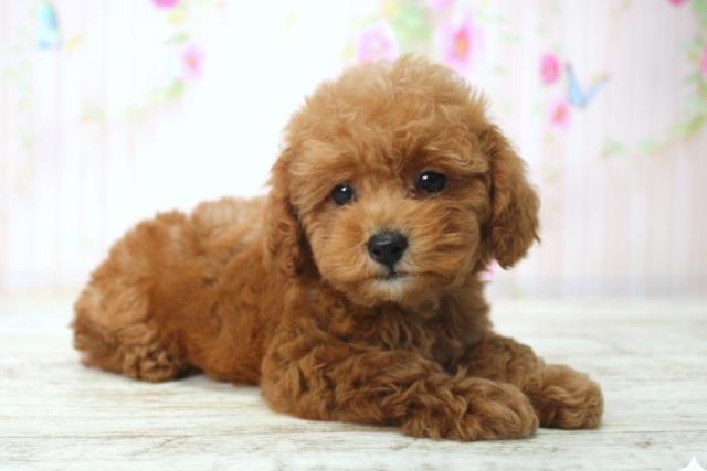 北海道のトイプードル(トイ) (Coo&RIKU札幌東店/2025年12月14日生まれ/男の子/レッド)の子犬の3枚目の画像