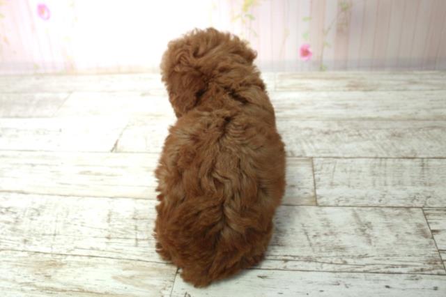 北海道のトイプードル(トイ) (Coo&RIKU札幌東店/2025年12月14日生まれ/男の子/レッド)の子犬の4枚目の画像