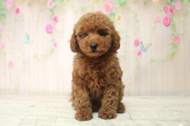 富山県のトイプードル(トイ) (Coo&RIKU富山店/2025年12月14日生まれ/男の子/レッド)の子犬の1枚目の画像