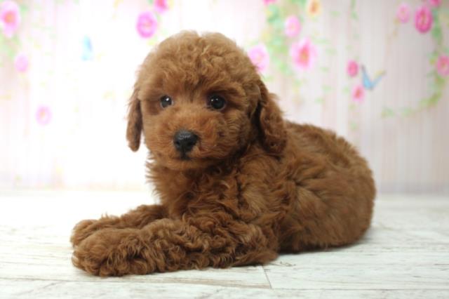 富山県のトイプードル(トイ) (Coo&RIKU富山店/2025年12月14日生まれ/男の子/レッド)の子犬の2枚目の画像