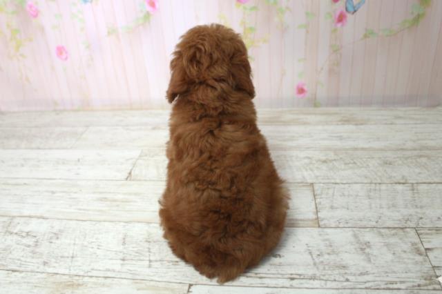 富山県のトイプードル(トイ) (Coo&RIKU富山店/2025年12月14日生まれ/男の子/レッド)の子犬の4枚目の画像