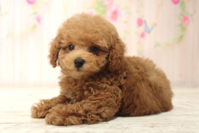 北海道のトイプードル(トイ) (Coo&RIKU函館店/2025年12月14日生まれ/女の子/レッド)の子犬の2枚目の画像