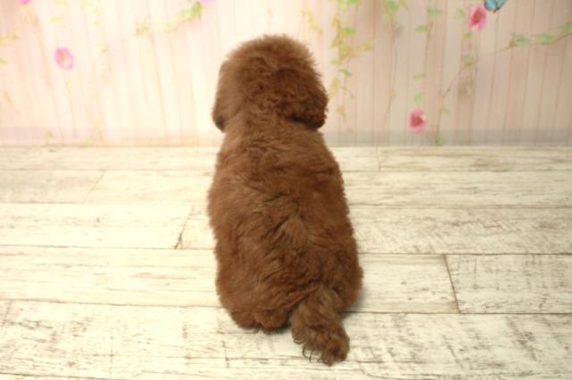 北海道のトイプードル(トイ) (Coo&RIKU函館店/2025年12月14日生まれ/女の子/レッド)の子犬の4枚目の画像