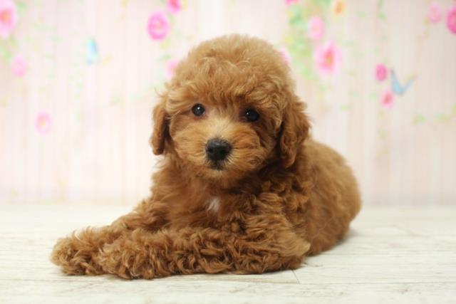 長野県のトイプードル(トイ) (Coo&RIKU綿半上田店/2025年12月14日生まれ/男の子/レッド)の子犬の2枚目の画像