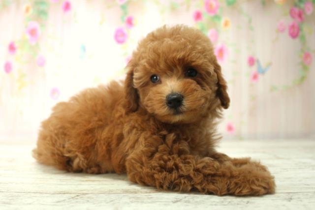 長野県のトイプードル(トイ) (Coo&RIKU綿半上田店/2025年12月14日生まれ/男の子/レッド)の子犬の3枚目の画像