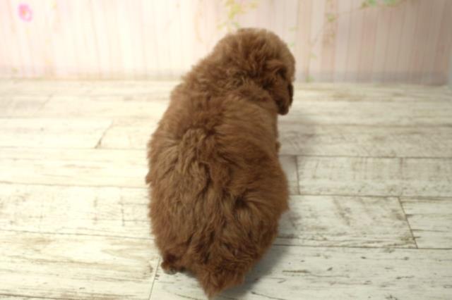 長野県のトイプードル(トイ) (Coo&RIKU綿半上田店/2025年12月14日生まれ/男の子/レッド)の子犬の4枚目の画像