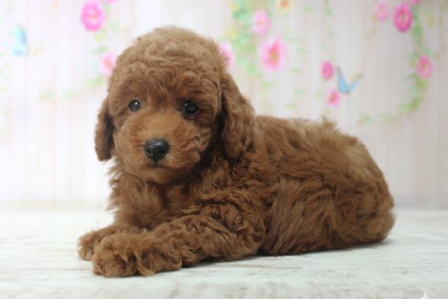 長野県のトイプードル(トイ) (Coo&RIKU綿半諏訪店/2025年12月14日生まれ/男の子/レッド)の子犬の2枚目の画像