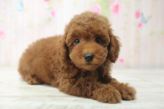 長野県のトイプードル(トイ) (Coo&RIKU綿半諏訪店/2025年12月14日生まれ/男の子/レッド)の子犬の3枚目の画像