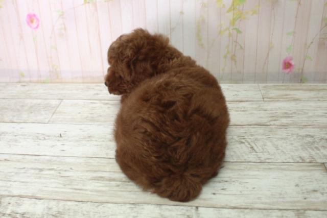 長野県のトイプードル(トイ) (Coo&RIKU綿半諏訪店/2025年12月14日生まれ/男の子/レッド)の子犬の4枚目の画像