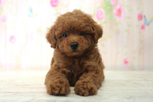 北海道のトイプードル(トイ) (Coo&RIKU函館店/2025年12月14日生まれ/女の子/レッド)の子犬の1枚目の画像