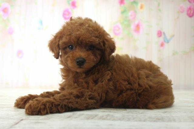 北海道のトイプードル(トイ) (Coo&RIKU函館店/2025年12月14日生まれ/女の子/レッド)の子犬の2枚目の画像