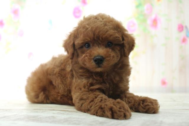 北海道のトイプードル(トイ) (Coo&RIKU函館店/2025年12月14日生まれ/女の子/レッド)の子犬の3枚目の画像