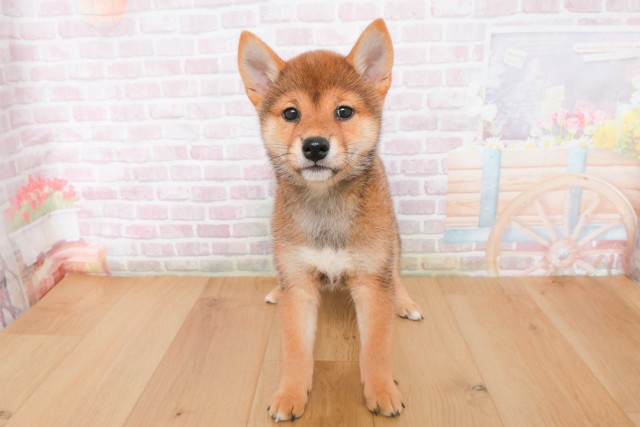 青森県の柴犬(標準サイズ) (Coo&RIKU弘前店/2025年12月8日生まれ/女の子/赤)の子犬の1枚目の画像