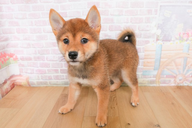 青森県の柴犬(標準サイズ) (Coo&RIKU弘前店/2025年12月8日生まれ/女の子/赤)の子犬の2枚目の画像