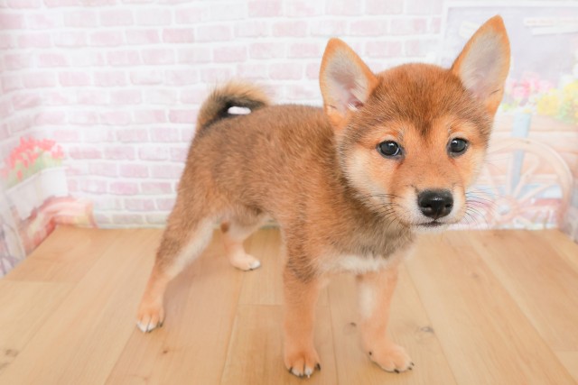 青森県の柴犬(標準サイズ) (Coo&RIKU弘前店/2025年12月8日生まれ/女の子/赤)の子犬の3枚目の画像