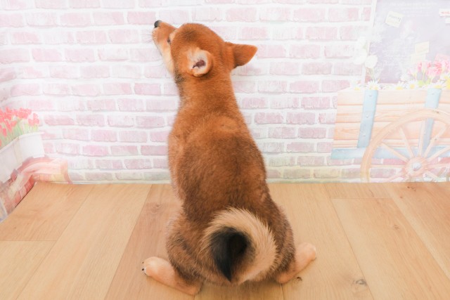 青森県の柴犬(標準サイズ) (Coo&RIKU弘前店/2025年12月8日生まれ/女の子/赤)の子犬の4枚目の画像