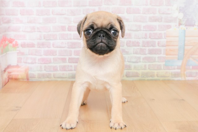 福島県のパグ (Coo&RIKU郡山店/2025年12月10日生まれ/男の子/フォーン)の子犬の1枚目の画像