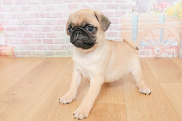 福島県のパグ (Coo&RIKU郡山店/2025年12月10日生まれ/男の子/フォーン)の子犬の2枚目の画像